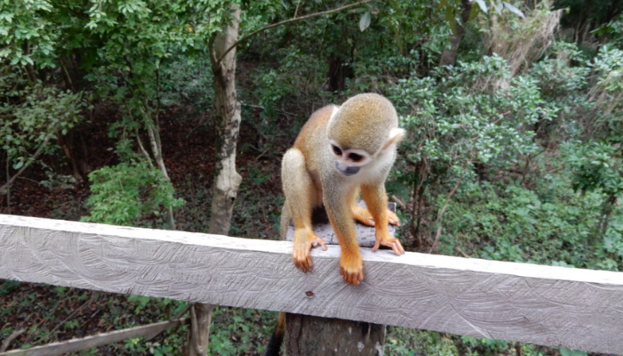 Monkey in the Amazon