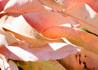 leaves