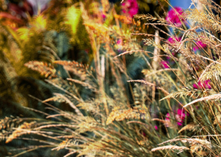 NI banner