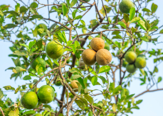 citrus-canker