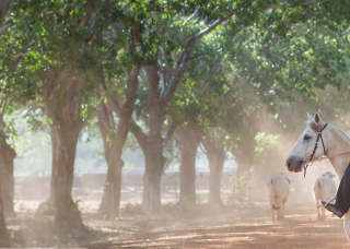 Student on horseback