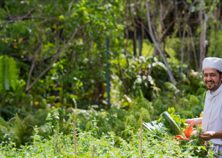 Cookery student picking vegetables