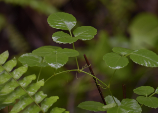 dark green, shiny leaves of a vine, with coiled tendrils clinging to a stickt