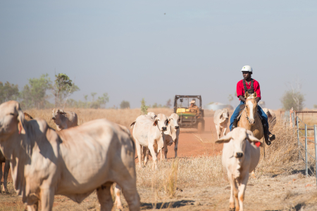 Former head of NT Farmers, Paul Burke, takes on role at RINA to help drive innovation in Northern Australia’s agriculture sector.