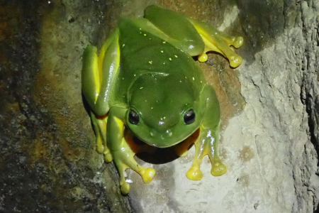 Frog image by Keith Christian