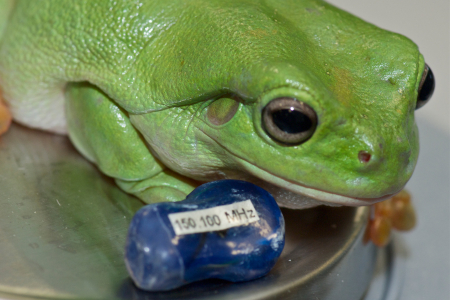Frog
