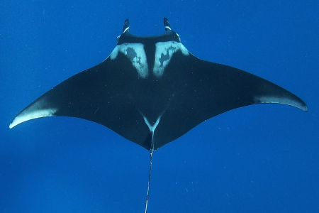 Giant Manta Ray 