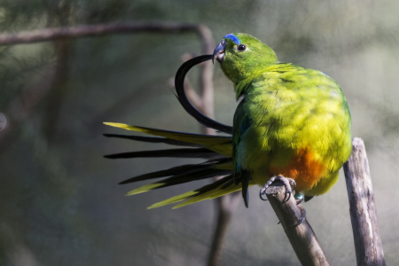 Orange-Bellied Parrot