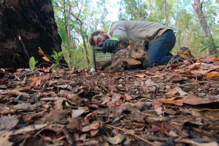 quolls