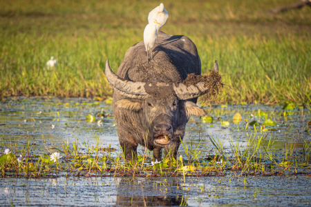 According to a Charles Darwin University (CDU) study, the cost of water buffalo control can be more than offset by the value of the carbon that would have been released to the atmosphere. 