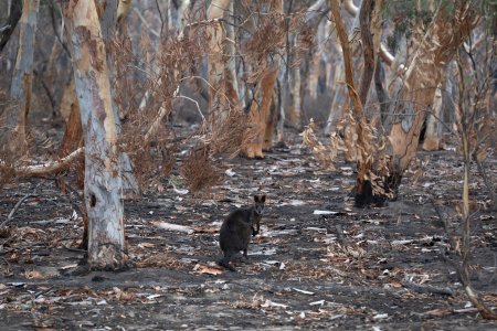 A review led by Charles Darwin University (CDU) on Australia’s environmental challenges calls for increased efforts to combat national biodiversity loss, before it is too late.