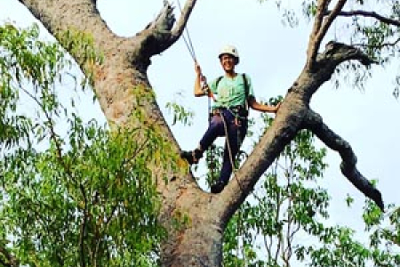 CDU PhD candidate Cara Penton climbs trees to search for hollows, as she researches the impact of fire regimes on arboreal small mammal species.