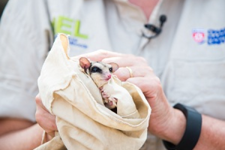 CDU researchers are exploring whether the northern glider is a new species of gliding marsupial