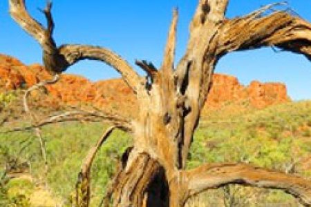 Tree in the desert