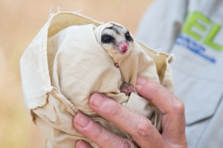 The crowdfunding campaign will help CDU researchers discover more about the northern “savanna” glider