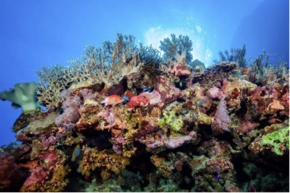 great barrier reef