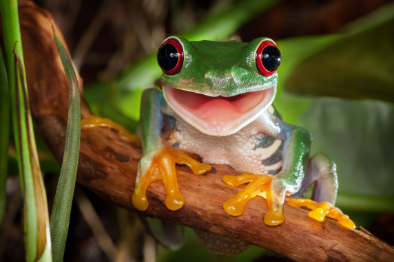 animal ethics