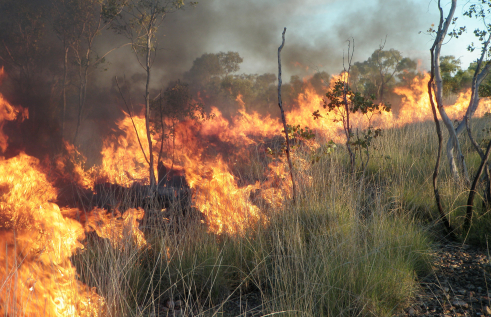 fire in grass