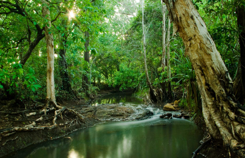 Rainforest