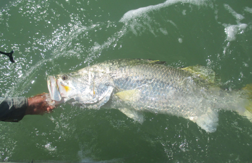 Research has found that barramundi exhibit very accurate homing behaviour. Photo courtesy of Northern Australia Environmental Resources Hub.