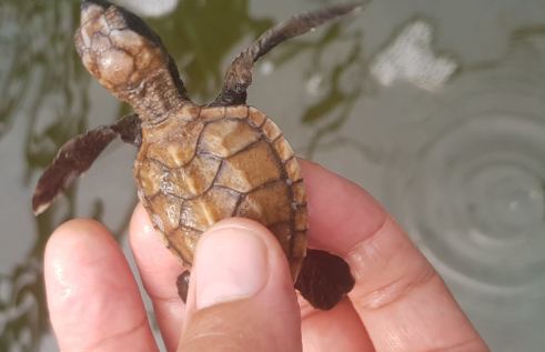 Bubble the turtle