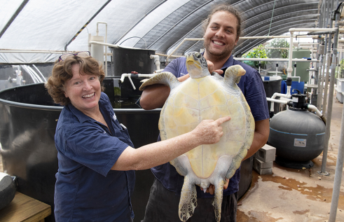 Charles Darwin University Turtle Rehabilitation Centre workers Kathy Kellam and Daniel Costa with Jolie the turtle