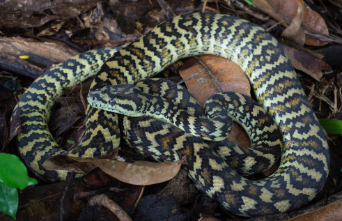 Carpet python