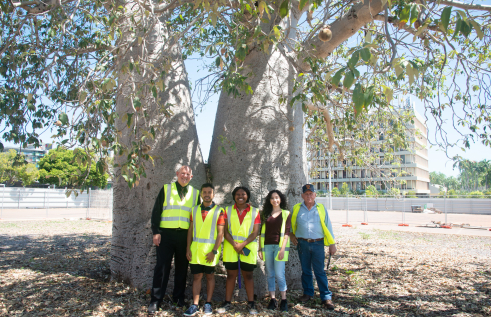 boab tree