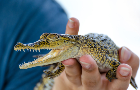 animal ethics