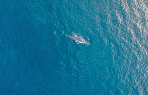 Blue whales in Tîmor-Leste