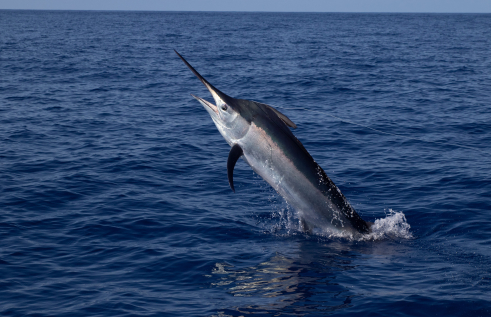 A new research project in the Northern Territory by Charles Darwin University’s (CDU) is set to track one of the world’s most iconic and sought-after sports fish, billfish.