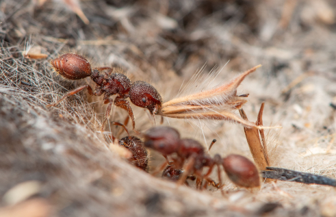 Thousands of new species of ants from the monsoonal tropics have been discovered by researchers at Charles Darwin University (CDU), making ant populations in Northern Australia some of the most diverse in the world. Photo: Francois Brassard
