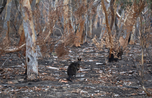 A review led by Charles Darwin University (CDU) on Australia’s environmental challenges calls for increased efforts to combat national biodiversity loss, before it is too late.