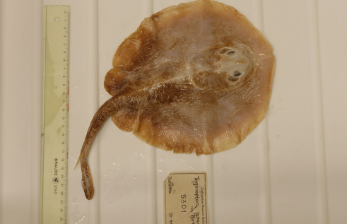The IUCN has declared the first ever marine fish extinct after an assessment led by Charles Darwin University (CDU) experts. Photo: The Java Stingaree specimen. Photo credit: Edda Aßel, Museum für Naturkunde Berlin.