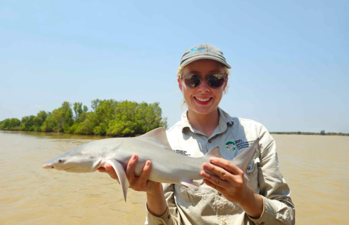 Charles Darwin University (CDU) researchers and Yugul Mangi Rangers have discovered a population of the rare threatened Speartooth Shark in the Roper River.