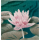 Riel flower